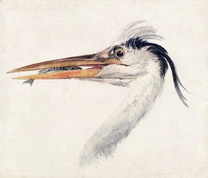 Heron with a fish