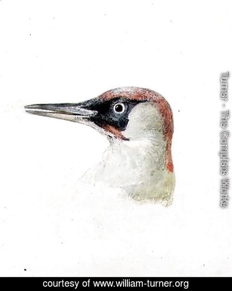 Woodpecker, from The Farnley Book of Birds, c.1816