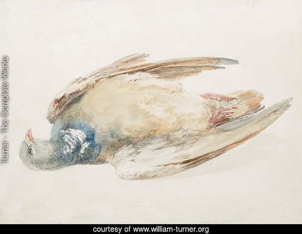 Pigeon, from The Farnley Book of Birds, c.1816