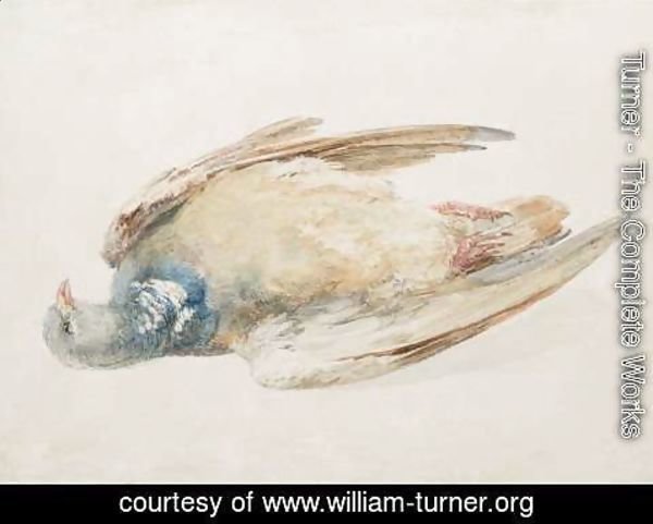 Turner - Pigeon, from The Farnley Book of Birds, c.1816
