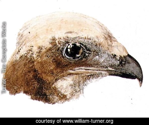 Moor Hawk, from The Farnley Book of Birds, c.1816
