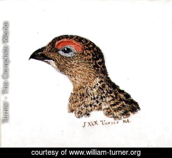 Turner - Head of Grouse, from The Farnley Book of Birds, c.1816