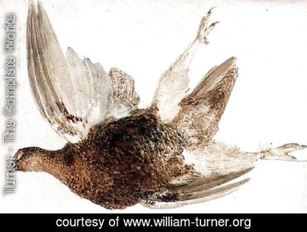Turner - Grouse, from The Farnely Book of Birds, c.1816
