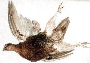 Grouse, from The Farnely Book of Birds, c.1816