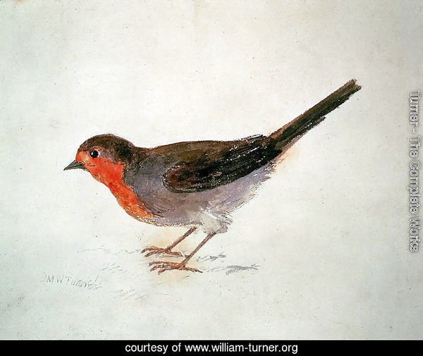 Robin, from The Farnley Book of Birds, c.1816