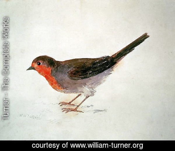 Turner - Robin, from The Farnley Book of Birds, c.1816