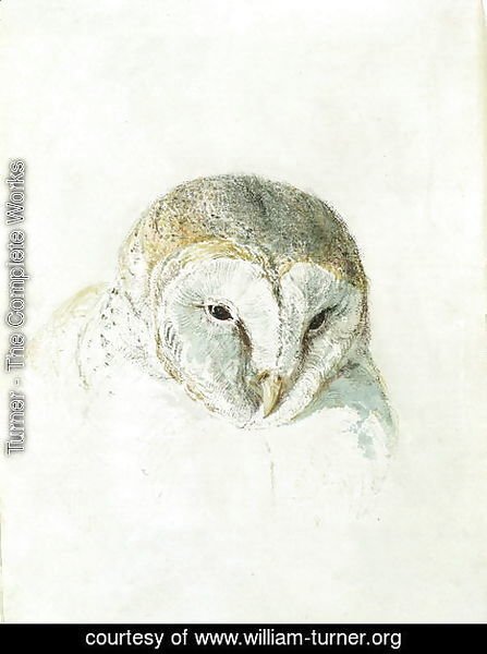 Turner - White Barn Owl, from The Farnley Book of Birds, c.1816
