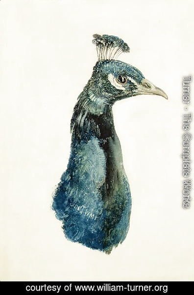 Turner - Peacock, from The Farnley Book of Birds, c.1816