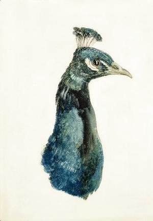 Turner - Peacock, from The Farnley Book of Birds, c.1816