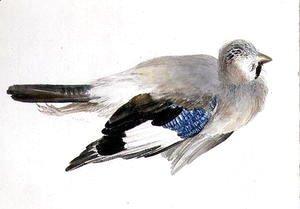 Jay, from The Farnley Book of Birds, c.1816