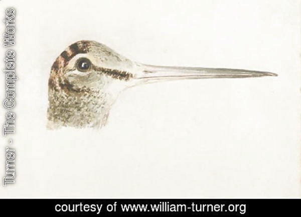Turner - Woodcock, from The Farnley Book of Birds, c.1816