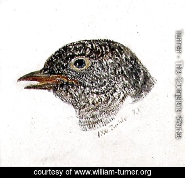 Turner - Cuckoo, from The Farnley Book of Birds, c.1816