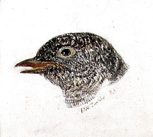 Turner - Cuckoo, from The Farnley Book of Birds, c.1816