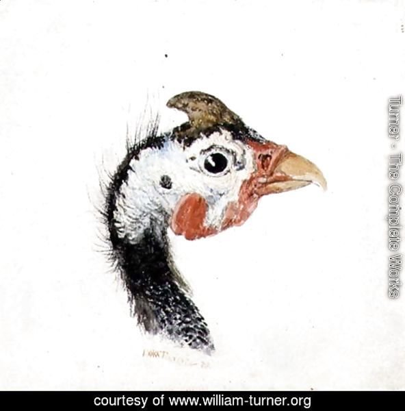 Guinea Fowl, from The Farnley Book of Birds, c.1816