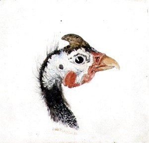 Turner - Guinea Fowl, from The Farnley Book of Birds, c.1816