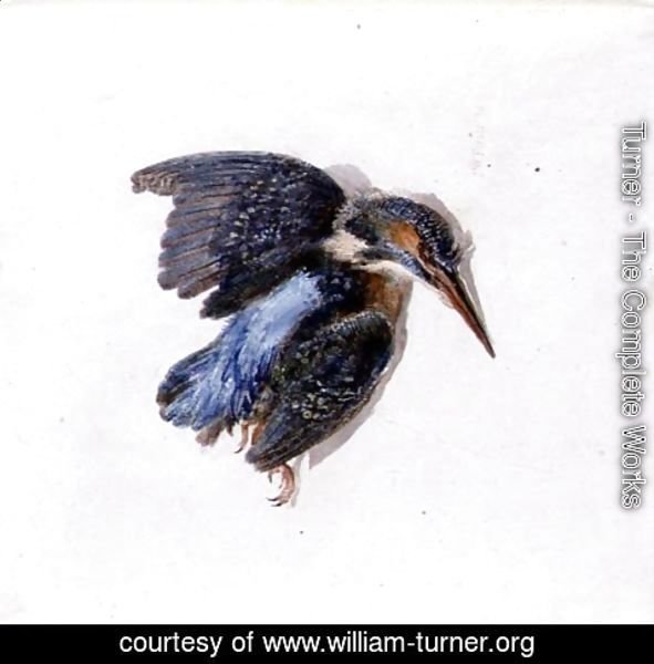 Turner - Kingfisher, from The Farnley Book of Birds, c.1816