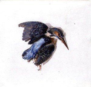 Kingfisher, from The Farnley Book of Birds, c.1816