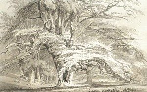 Beech Trees at Cassiobury Park, Hertfordshire
