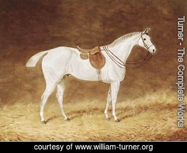 Turner - A saddled grey hunter in a stable