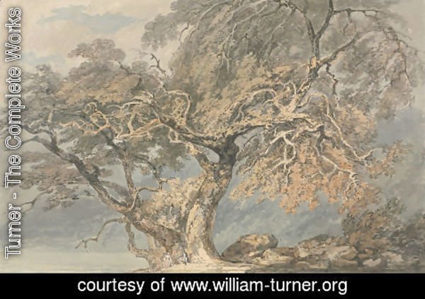 Turner - A Great Tree, c.1796