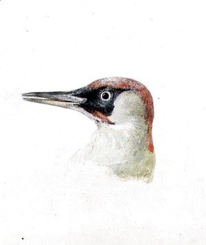 Turner - Woodpecker, from The Farnley Book of Birds, c.1816