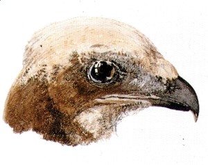 Turner - Moor Hawk, from The Farnley Book of Birds, c.1816