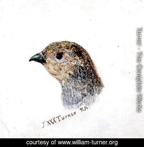 Turner - Partridge, from The Farnley Book of Birds, c.1816
