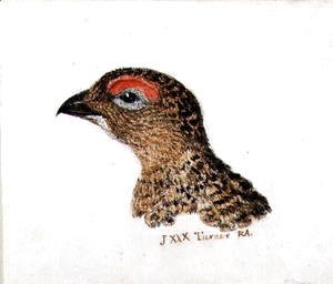 Head of Grouse, from The Farnley Book of Birds, c.1816