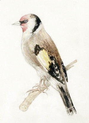 Turner - Goldfinch, from The Farnley Book of Birds, c.1816
