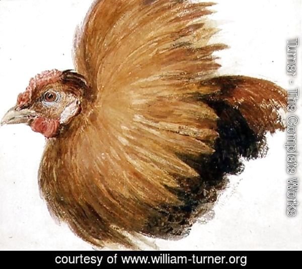 Turner - Game-Cock, from The Farnley Book of Birds, c.1816
