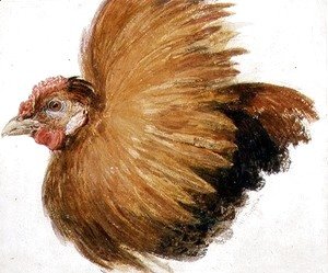 Turner - Game-Cock, from The Farnley Book of Birds, c.1816