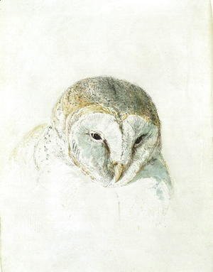 Turner - White Barn Owl, from The Farnley Book of Birds, c.1816