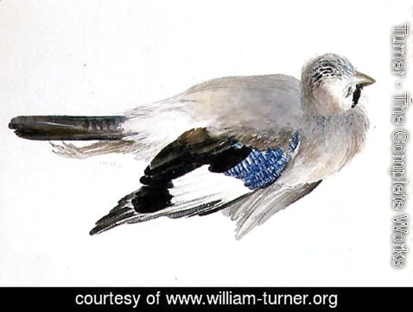 Turner - Jay, from The Farnley Book of Birds, c.1816