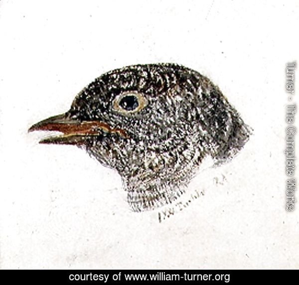 Cuckoo, from The Farnley Book of Birds, c.1816