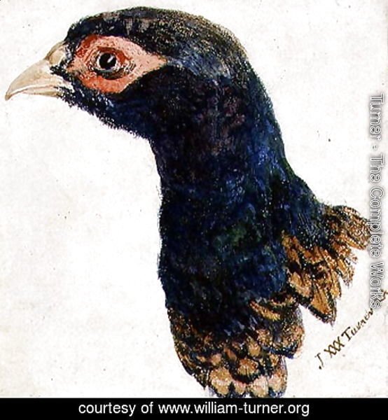 Cock Pheasant, The Farnley Book of Birds, c.1816
