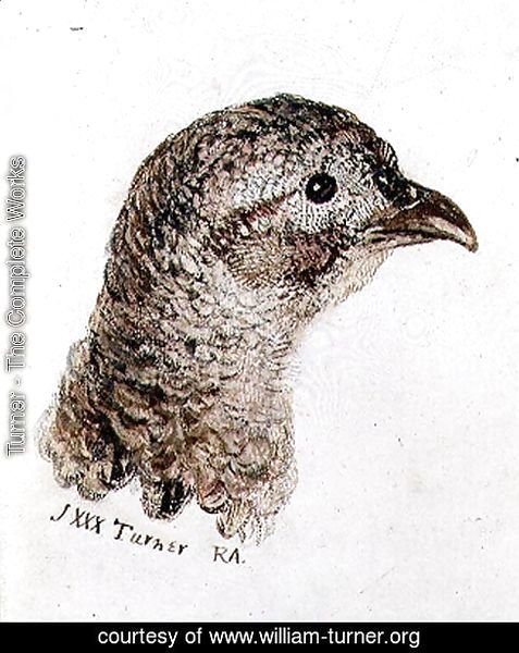 Hen Pheasant, from The Farnley Book of Birds, c.1816